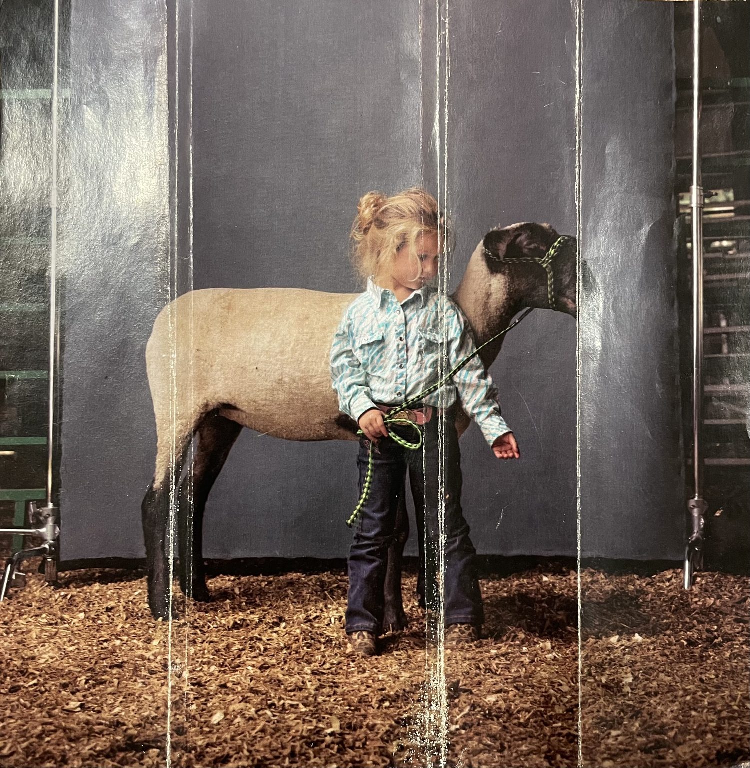 Child in a plaid shirt standing beside a sheep in a wooden stall